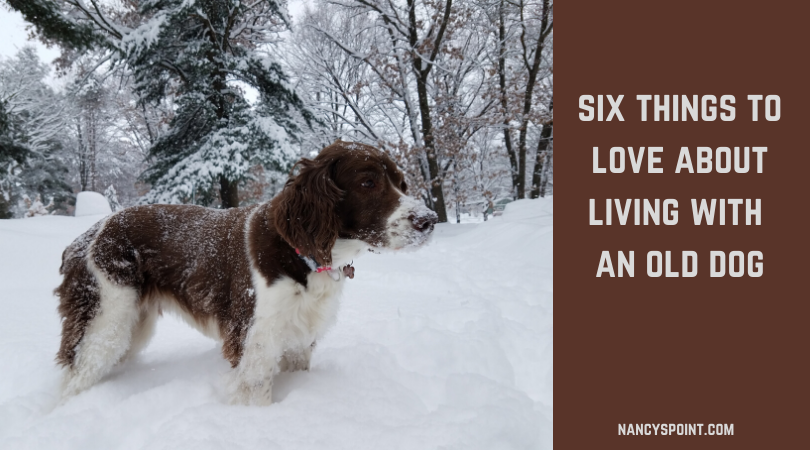 Six Things to Love About Living with an Old Dog - Nancy's Point